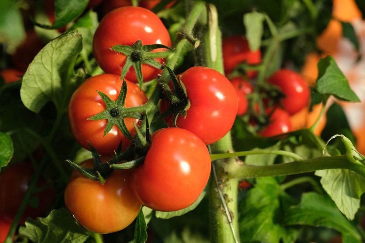 When To Plant Tomatoes In NC