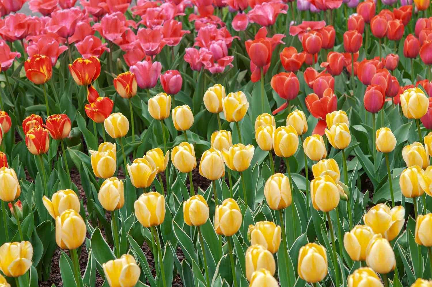 When To Plant Tulips And Daffodils