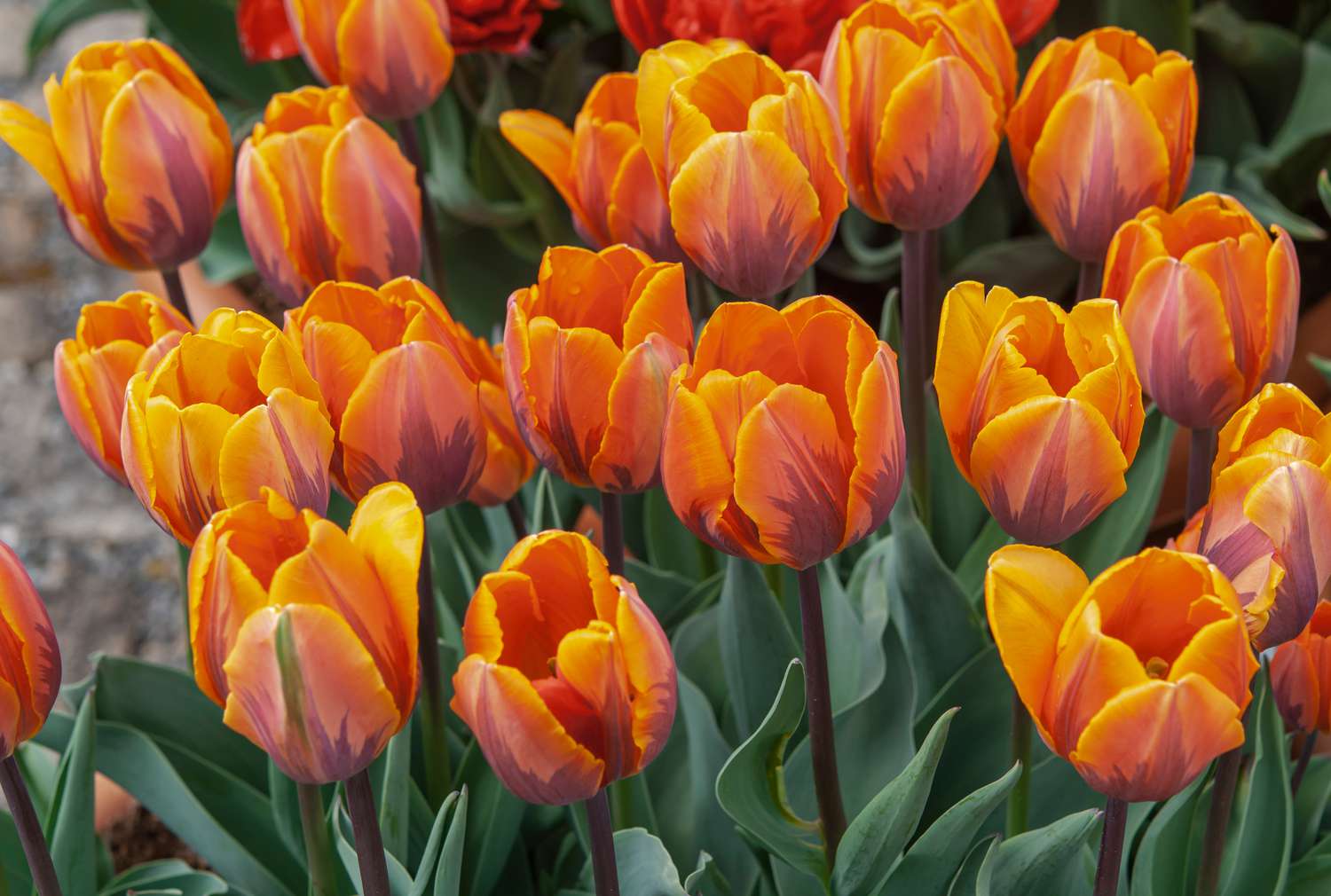 When To Plant Tulips In Colorado
