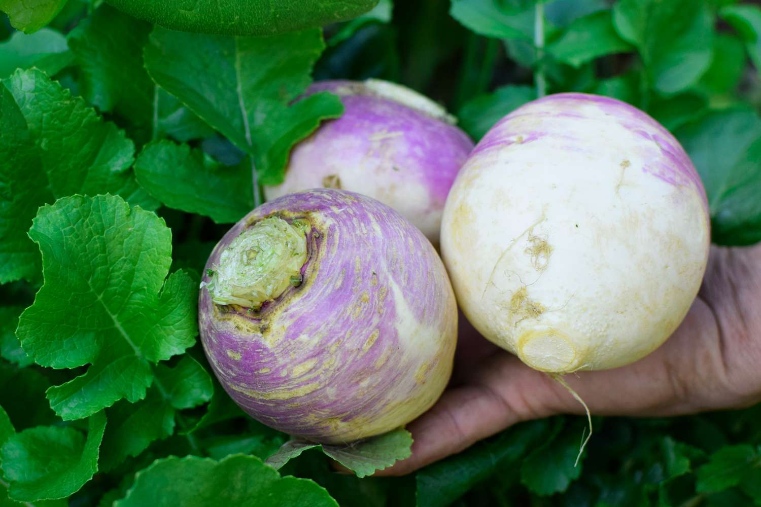 When To Plant Turnips