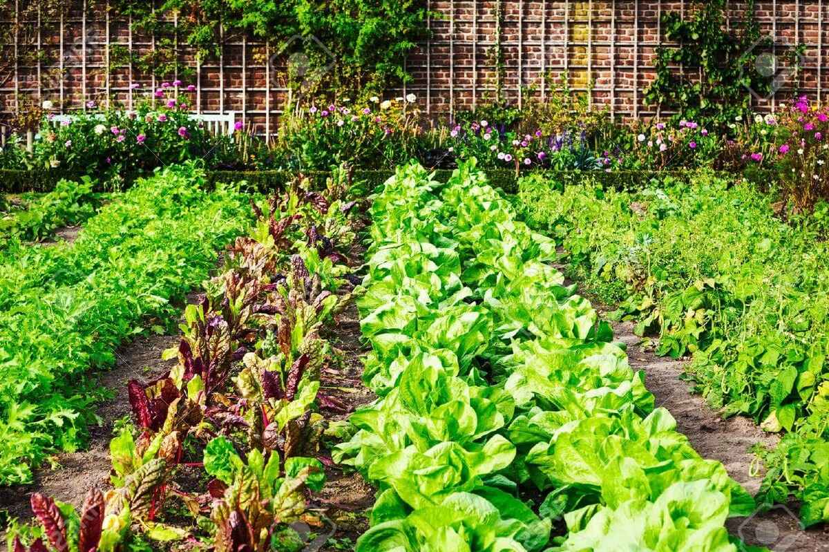 When To Plant Vegetables In Texas CitizenSide