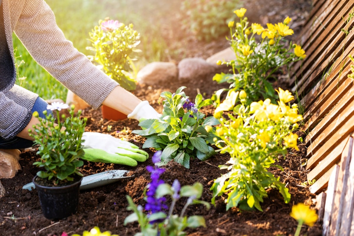 When To Plant Your Garden