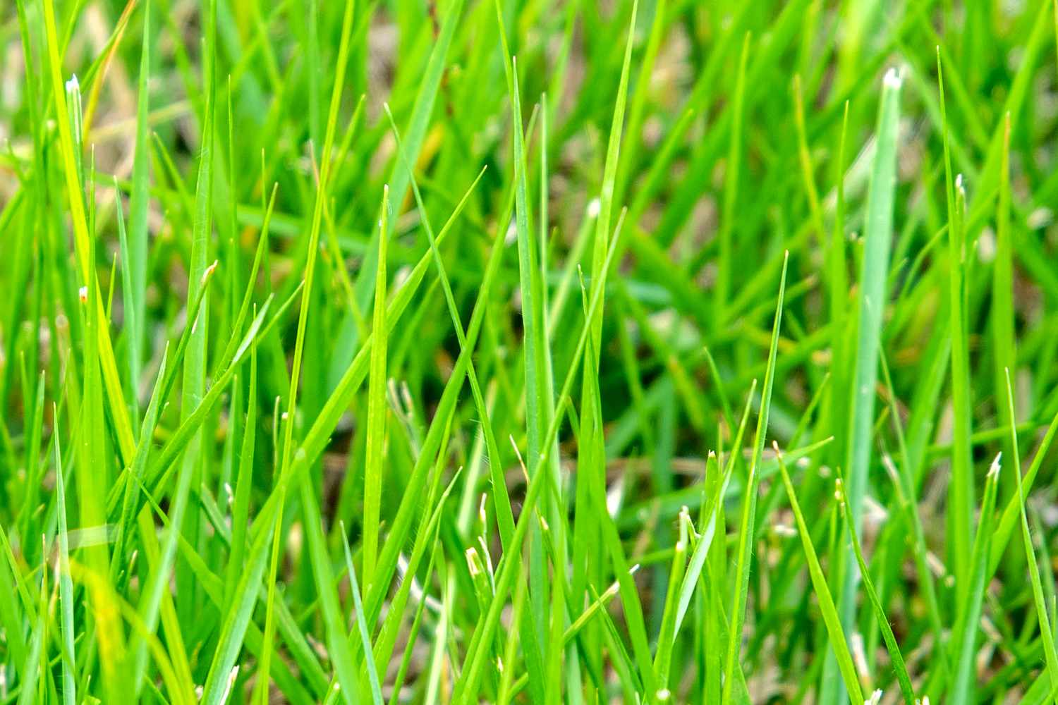 when-to-plant-zoysia-grass