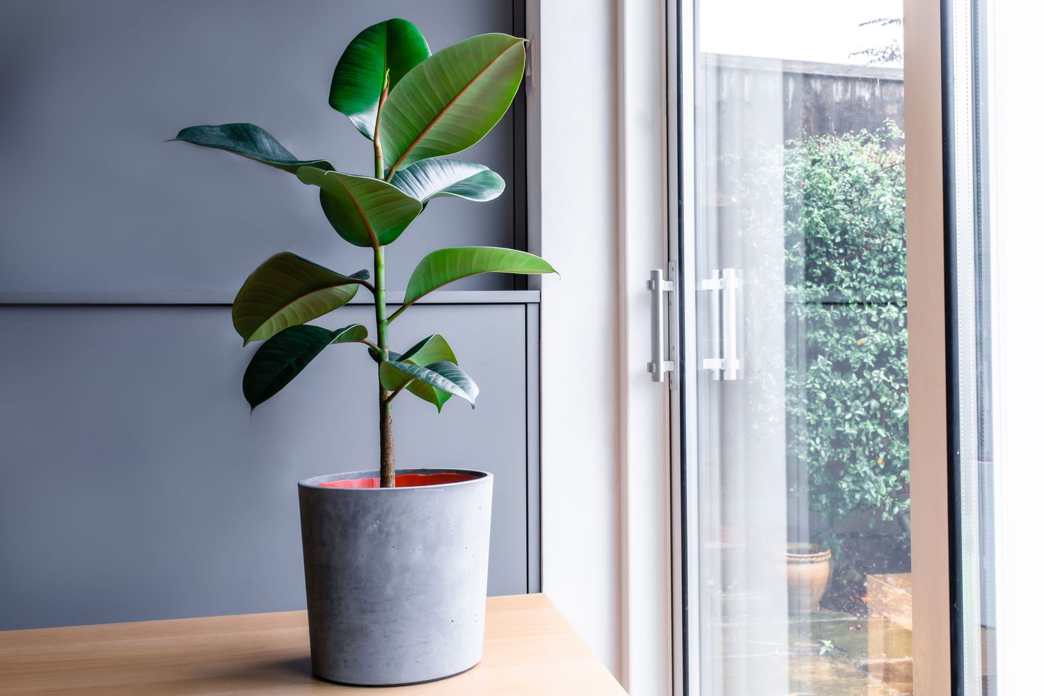 When To Repot A Rubber Plant