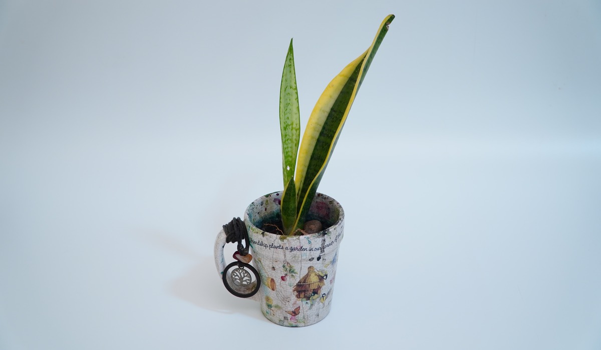 Where To Buy A Snake Plant