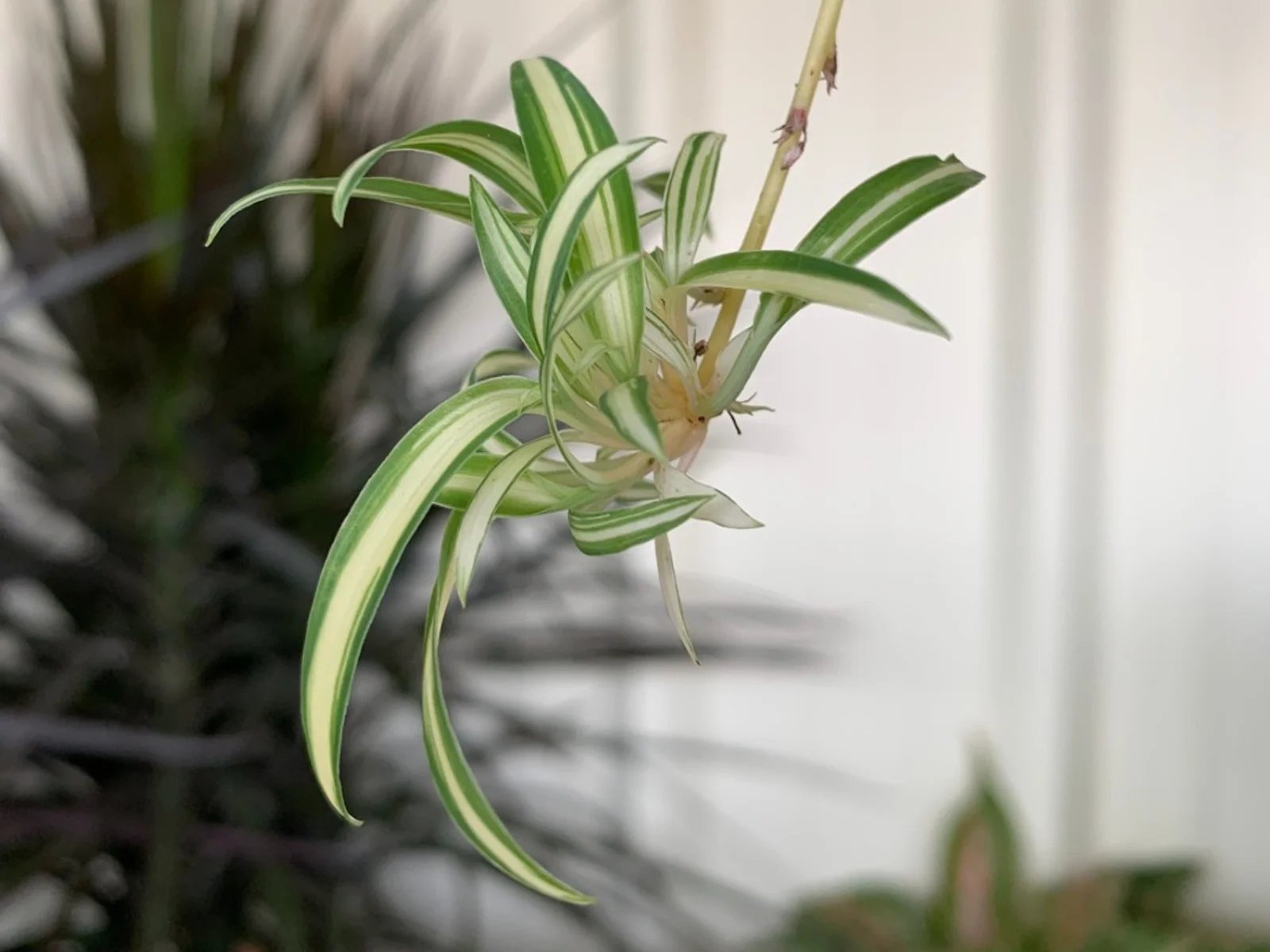 Where To Cut Spider Plant Babies