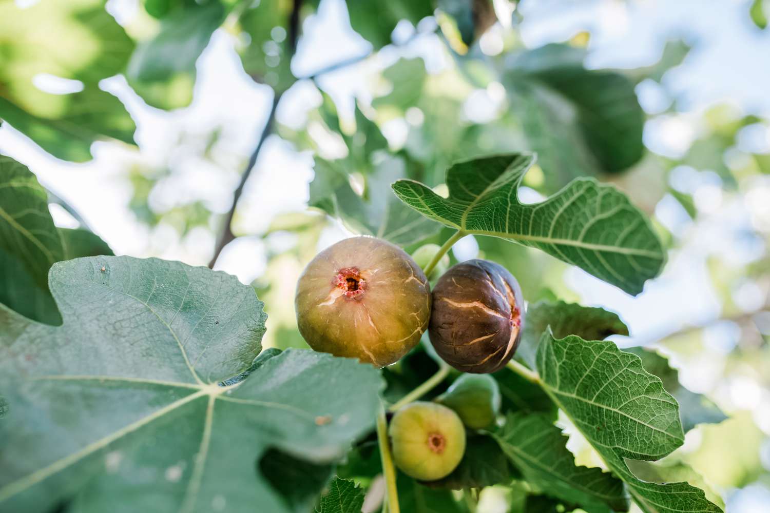 Where To Plant A Fig Tree