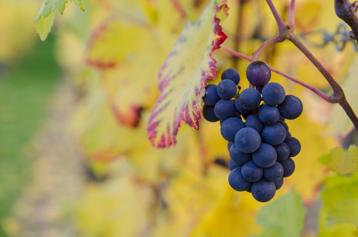Where To Plant A Grape Vine