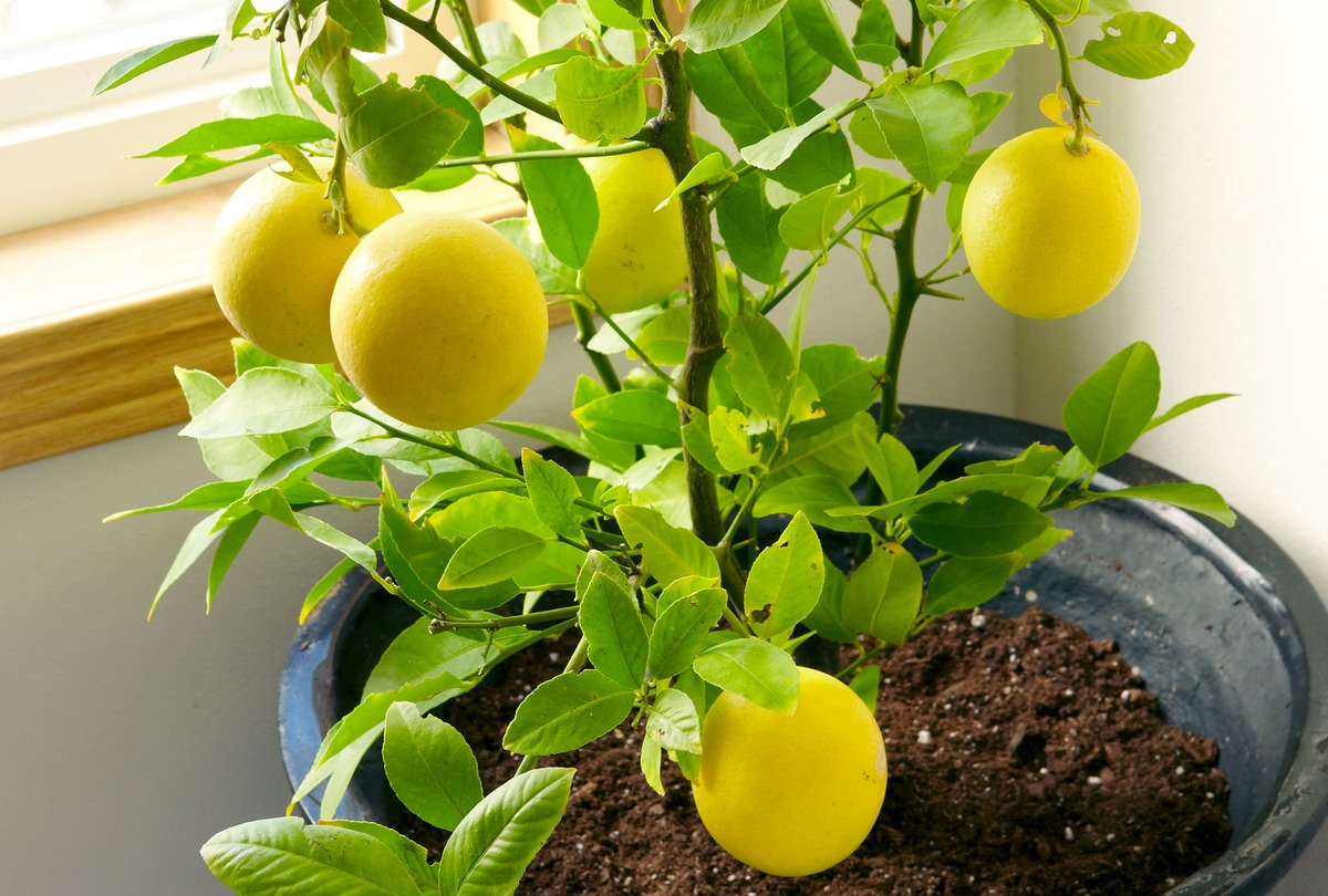 Where To Plant A Lemon Tree