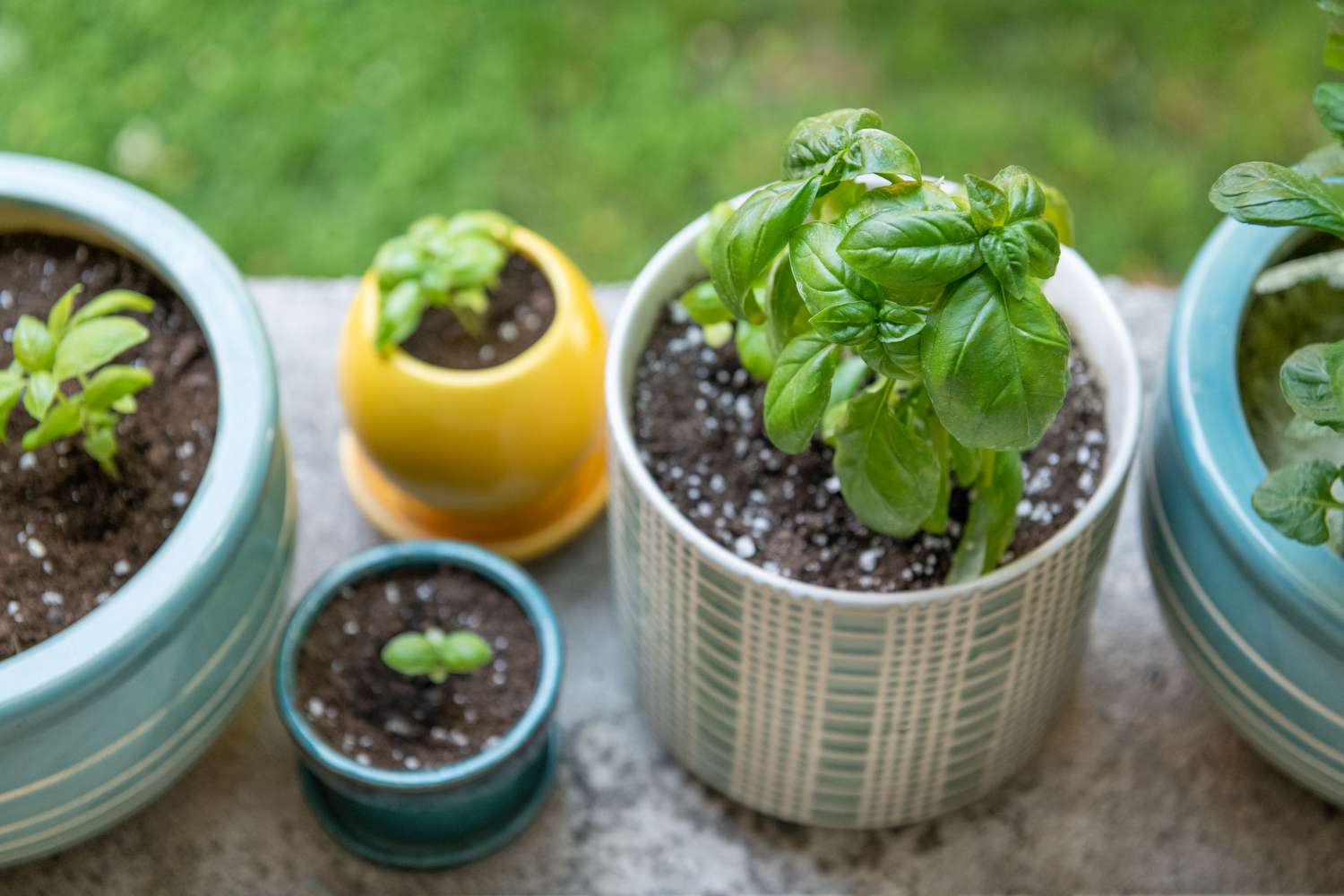 Where To Plant Basil