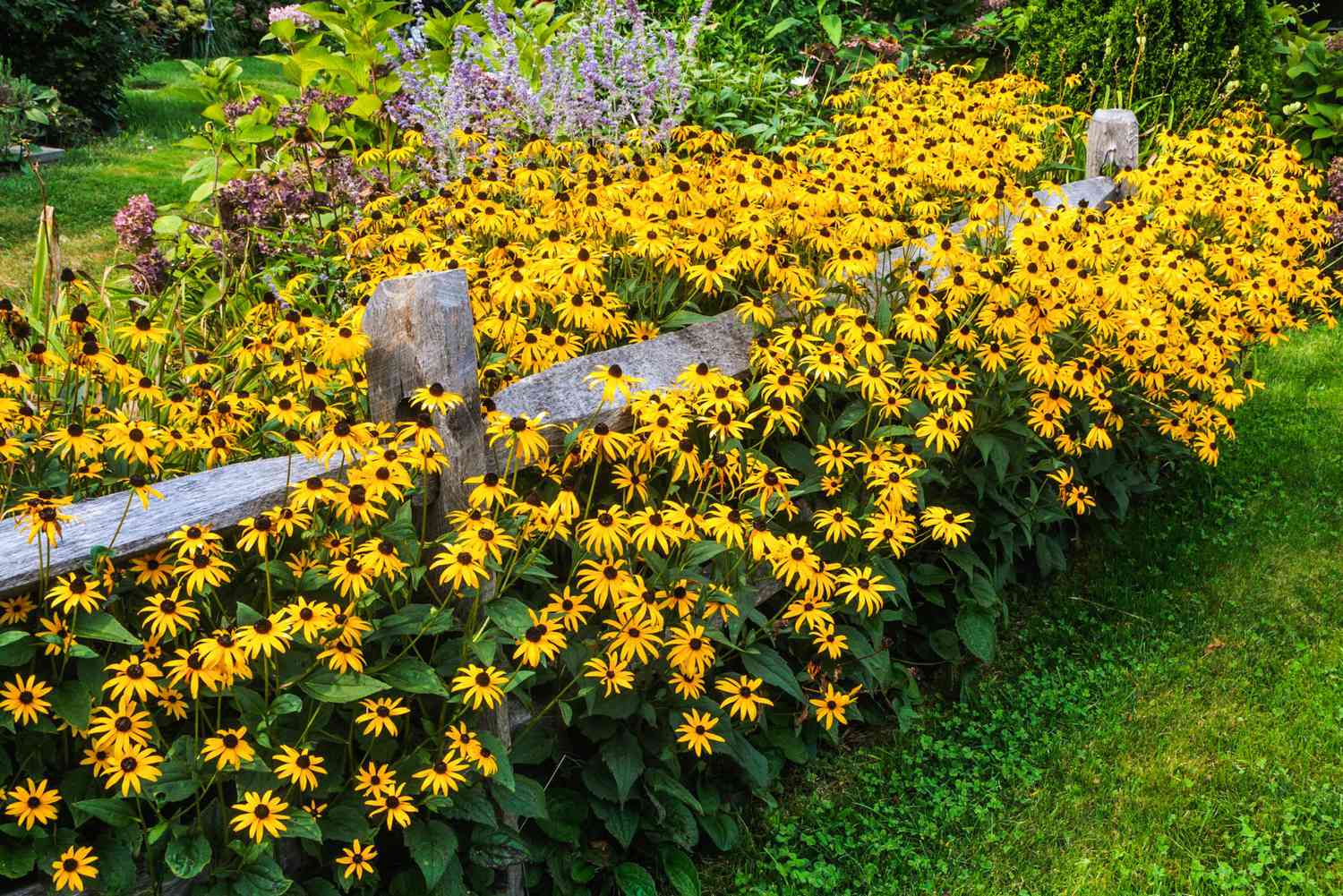 Where To Plant Black Eyed Susan