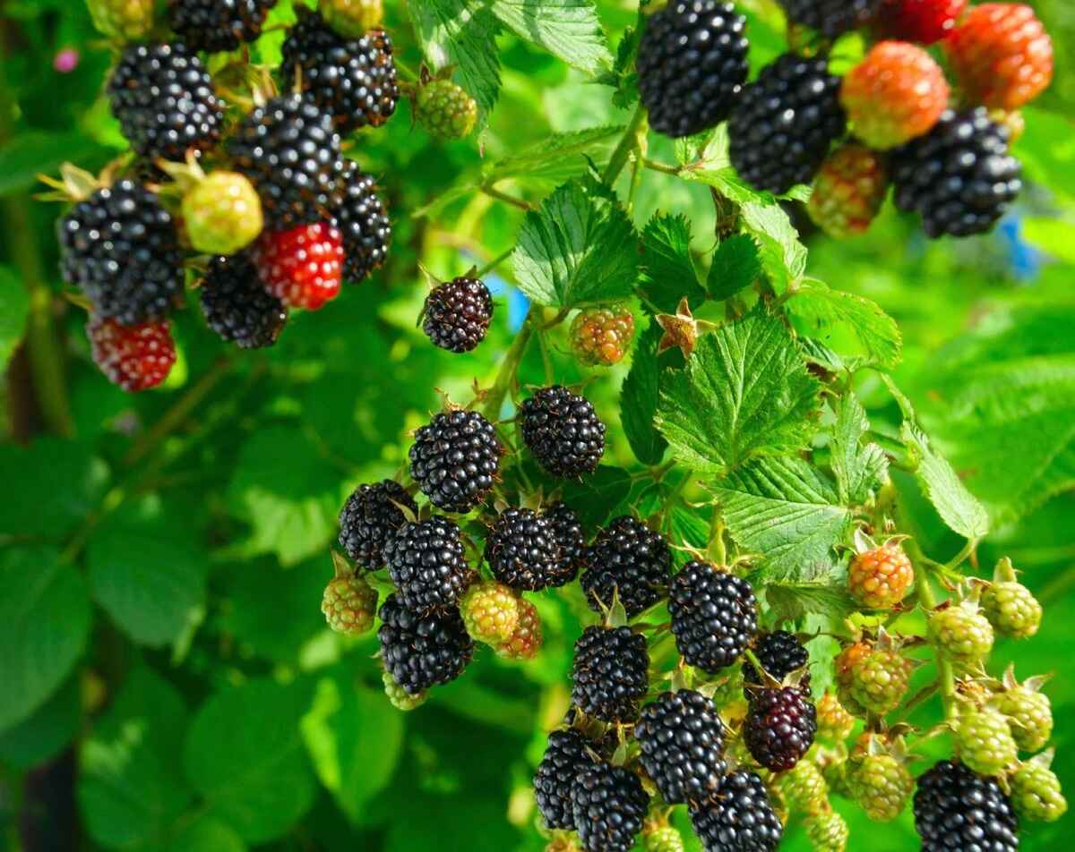 Where To Plant Blackberry Bushes