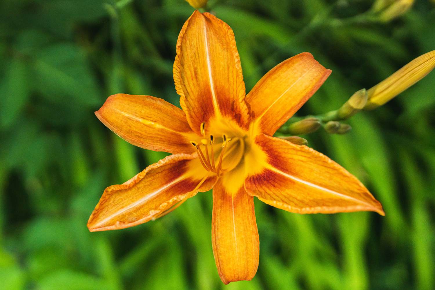 Where To Plant Daylilies