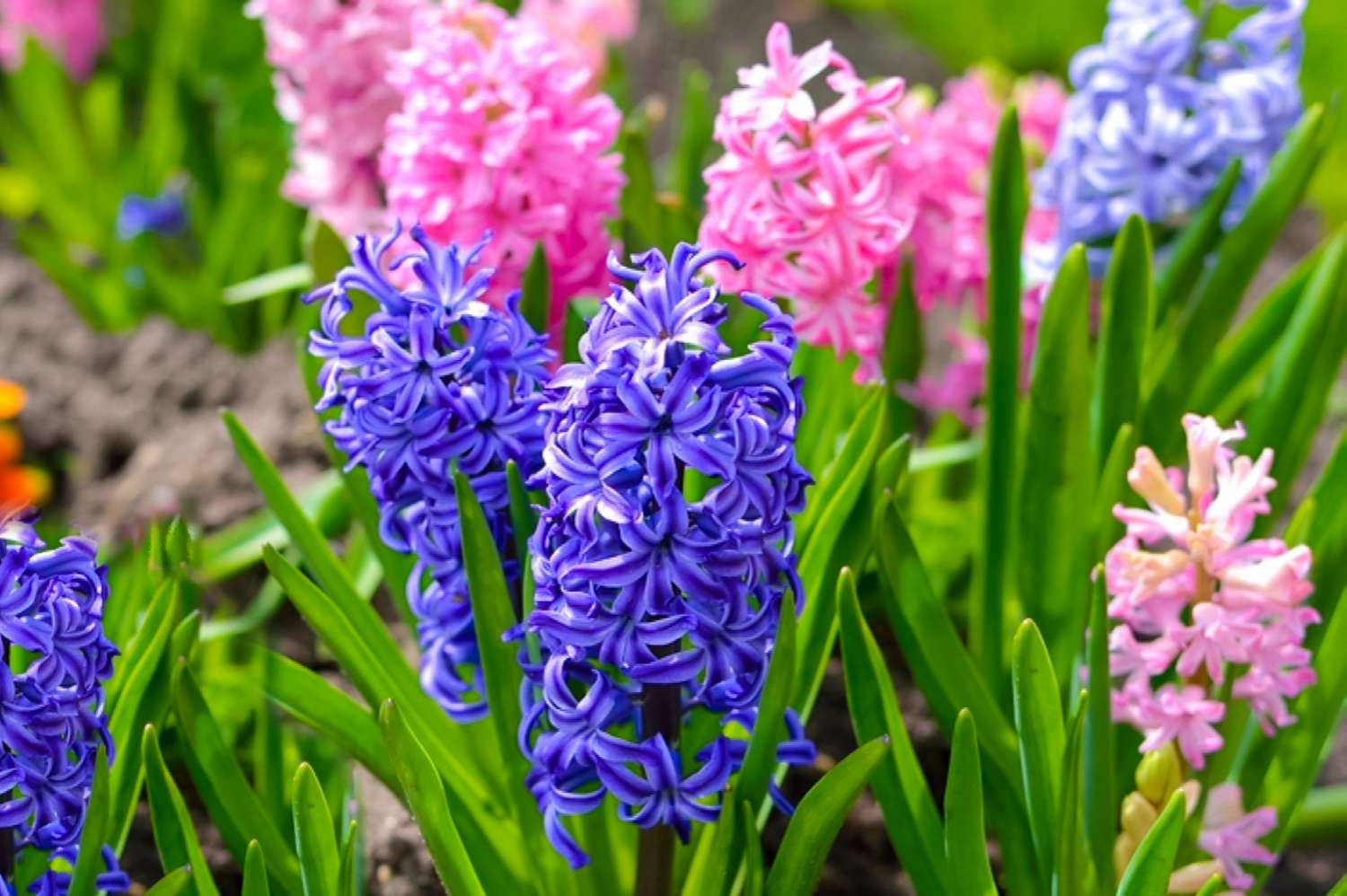 Where To Plant Hyacinth