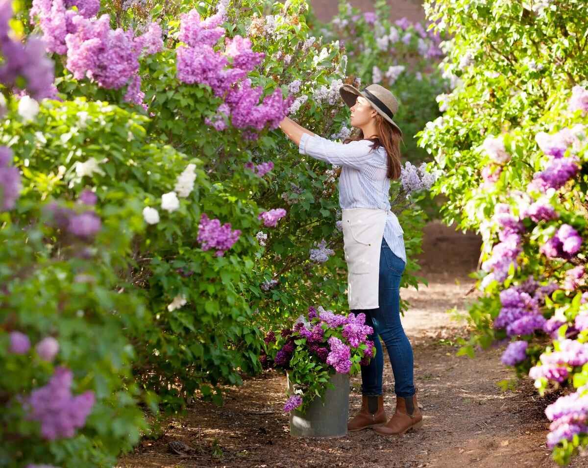 Where To Plant Lilacs