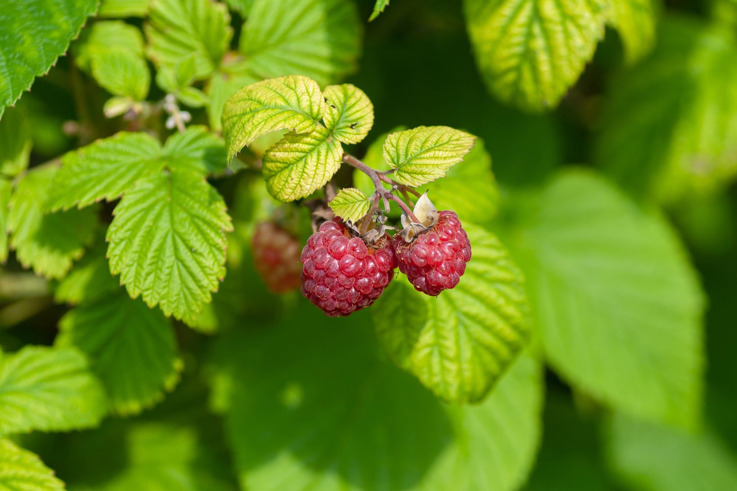 Where To Plant Raspberries