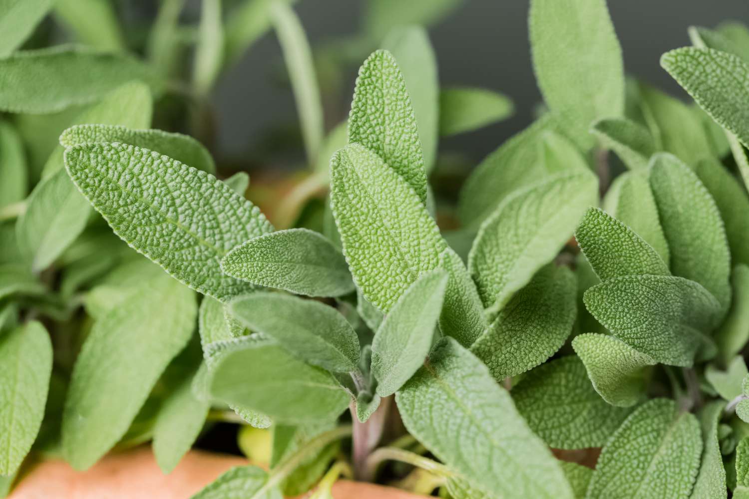 Where To Plant Sage