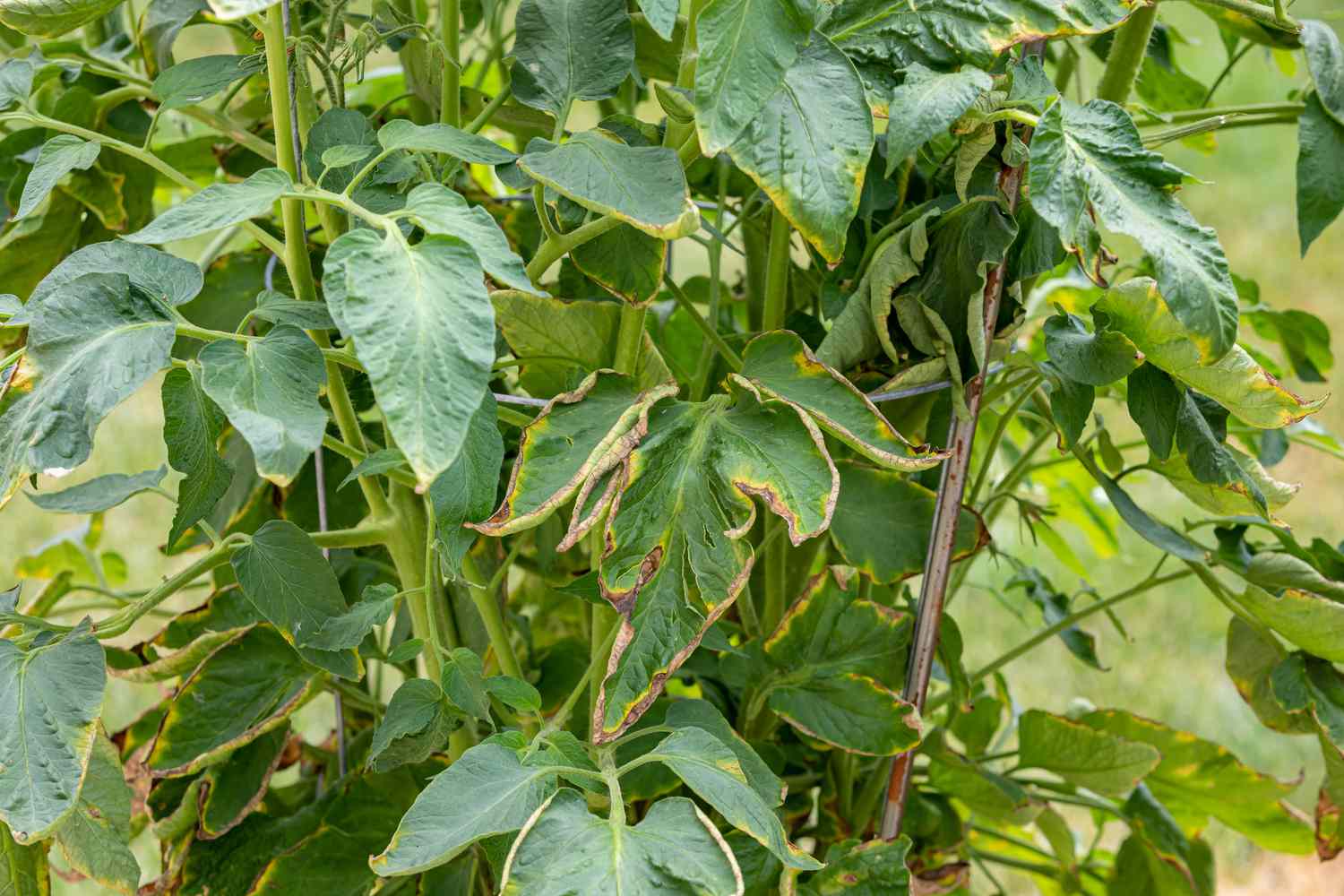 Why Do Tomato Plant Leaves Curl