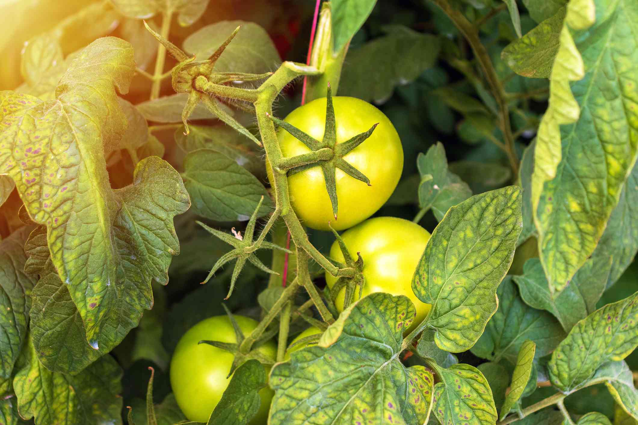 Why Do Tomato Plant Leaves Turn Yellow