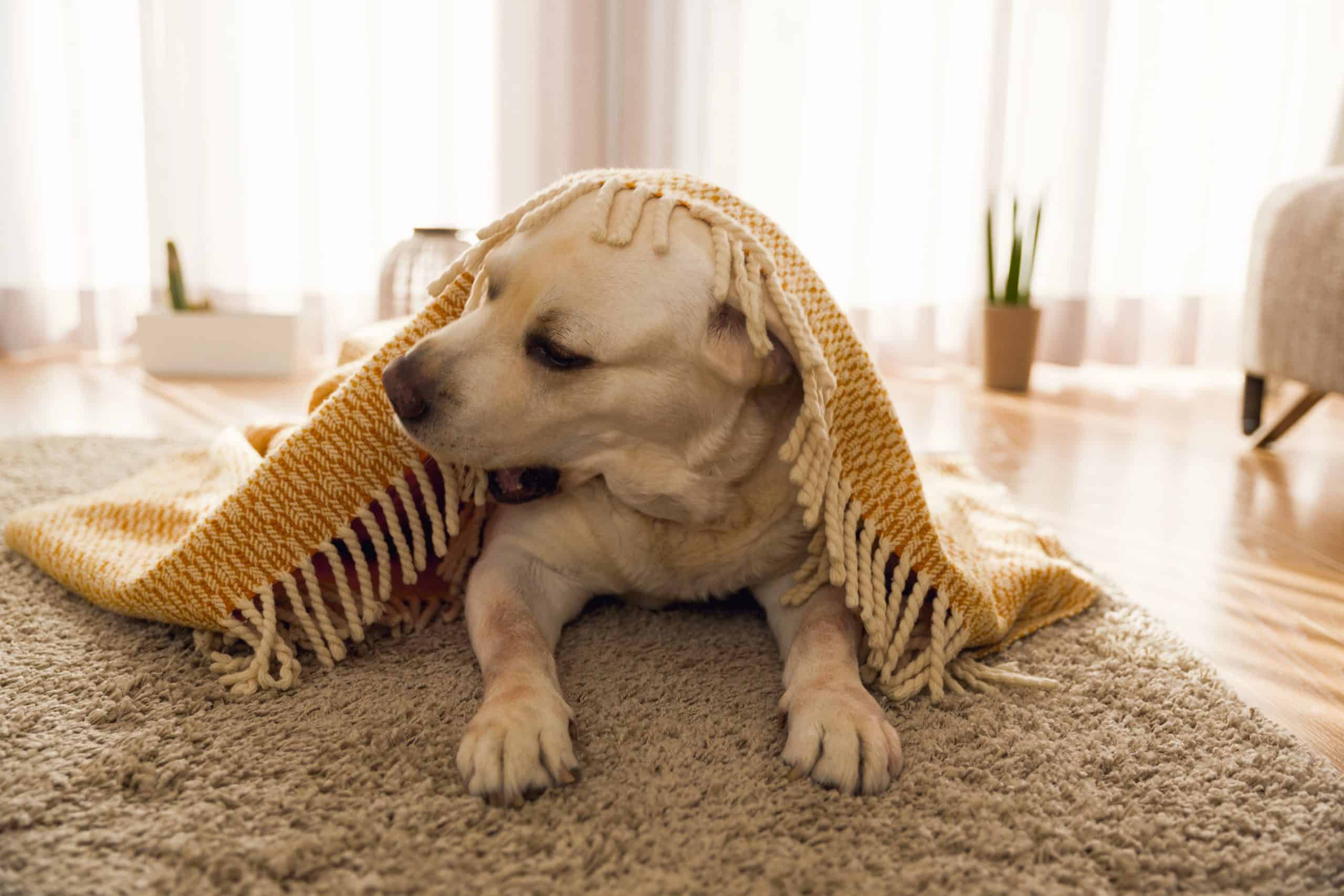 why-does-my-dog-knead-his-blanket