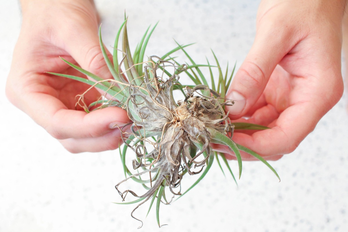 Why Is My Air Plant Dying