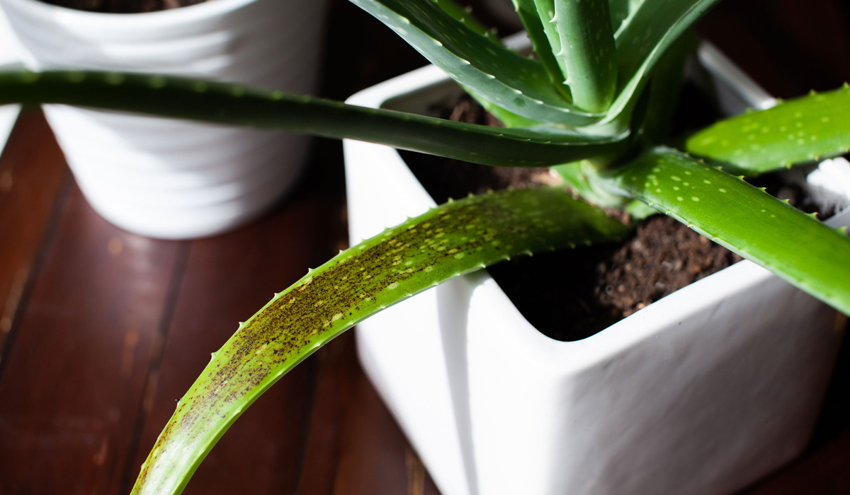 Why Is My Aloe Vera Plant Droopy