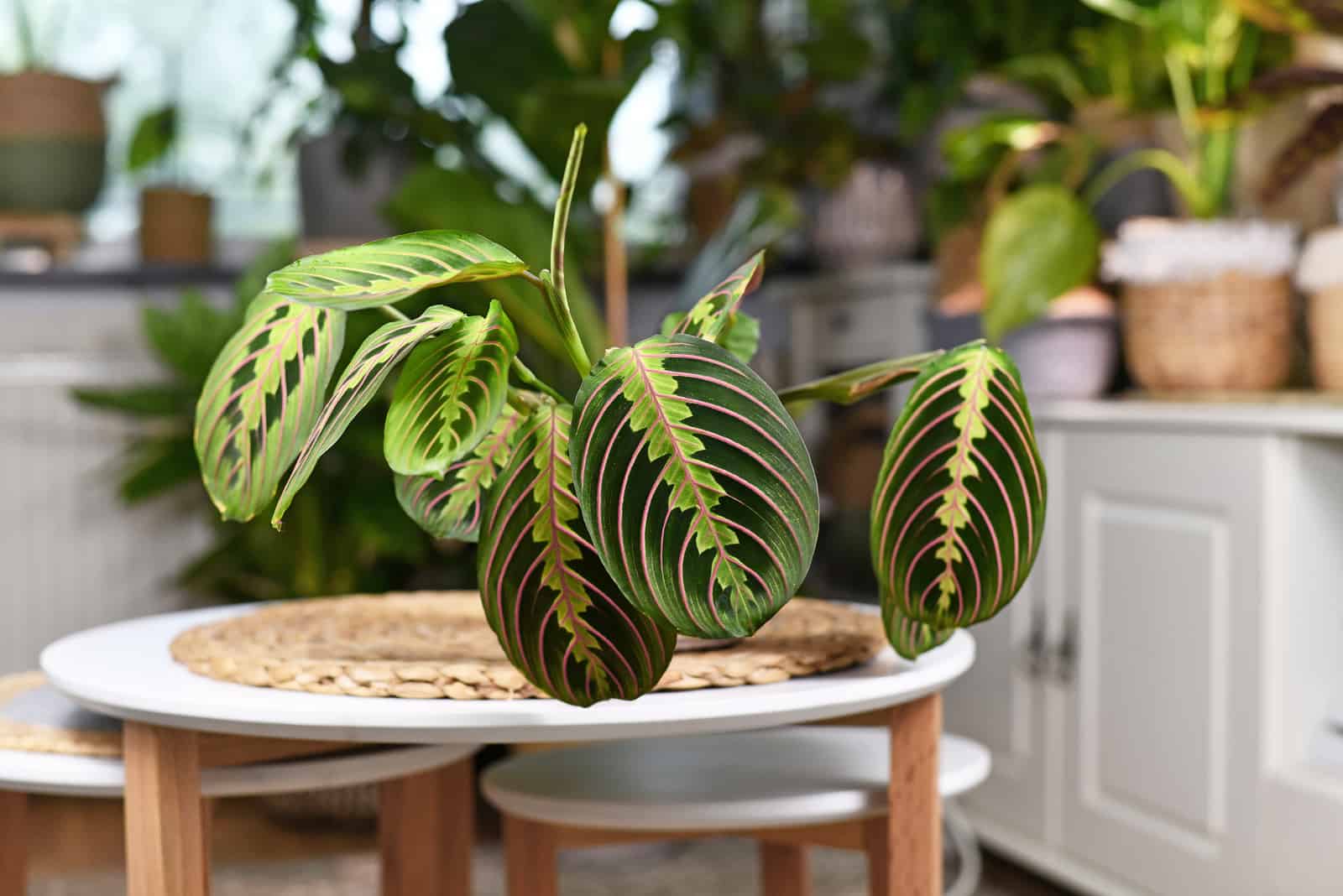 why-is-my-prayer-plant-drooping
