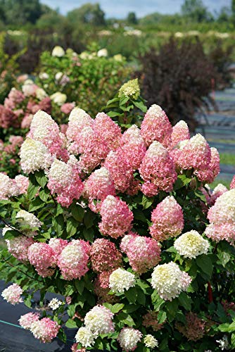 1 Gallon Quick Fire Fab Panicle Hydrangea