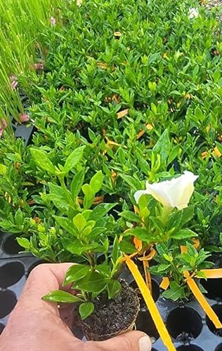 (1) - Radicans Dwarf Creeping Gardenia - Starter Plant (3m) (1 Live Plant)