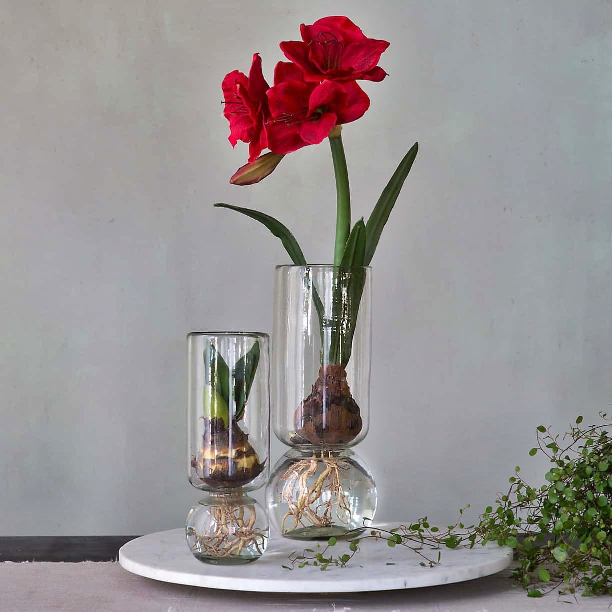 10 Amazing Amaryllis Vase for 2024
