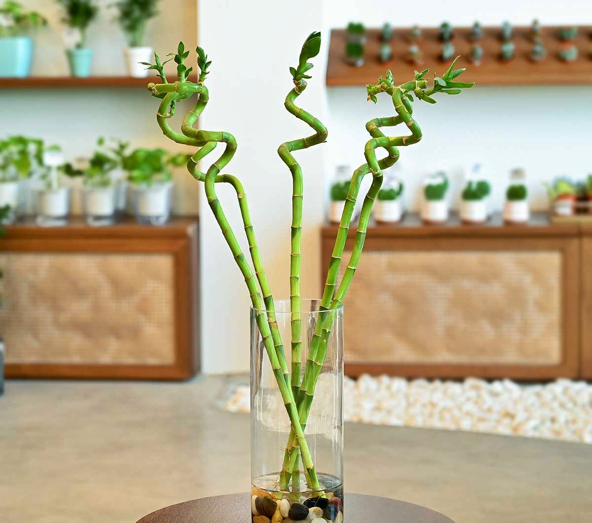 10 Amazing Vase For Bamboo Plant for 2024