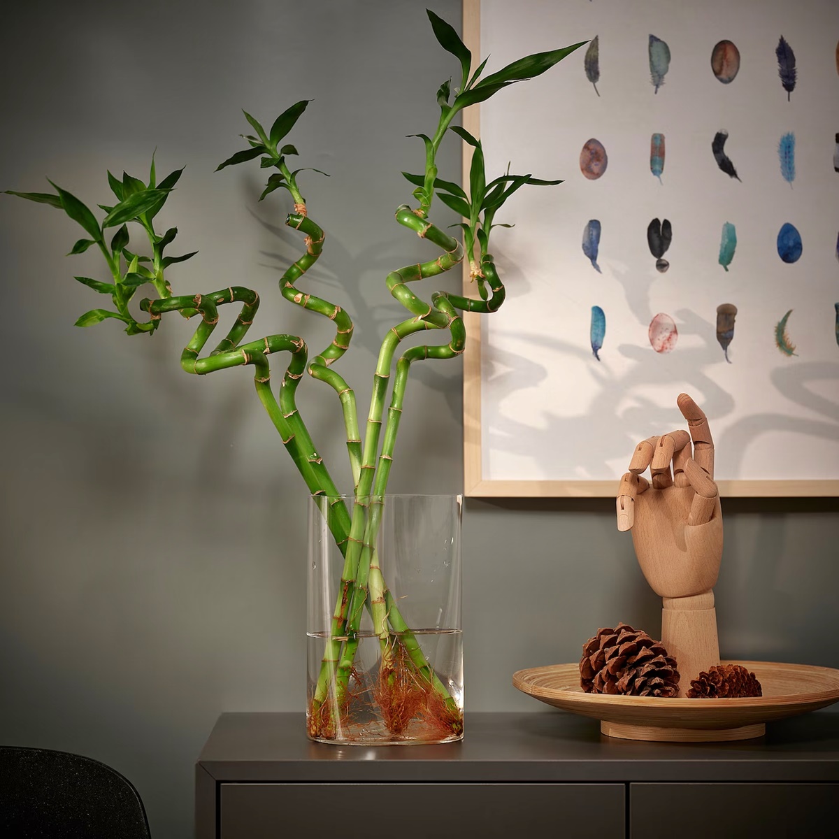 10 Best Lucky Bamboo Plant With Vase for 2024