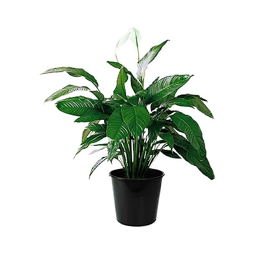 10" Pot Peace Lily Plant for Home and Garden Decor