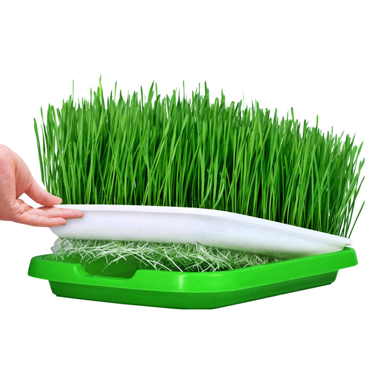 11 Incredible Seed Sprouter Tray for 2023