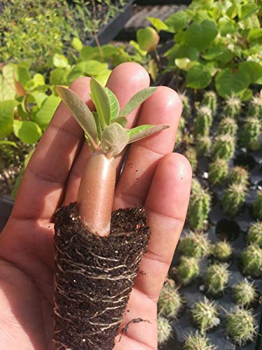 12 Live Desert Rose Seedlings