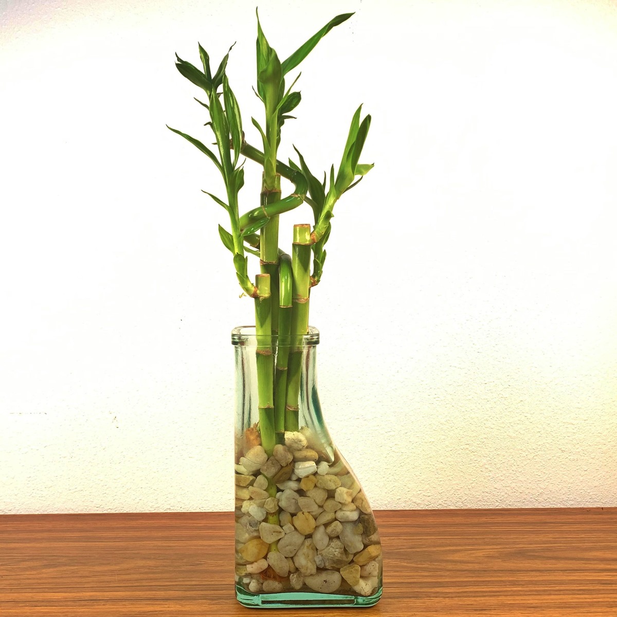 15 Incredible Lucky Bamboo Vase for 2024