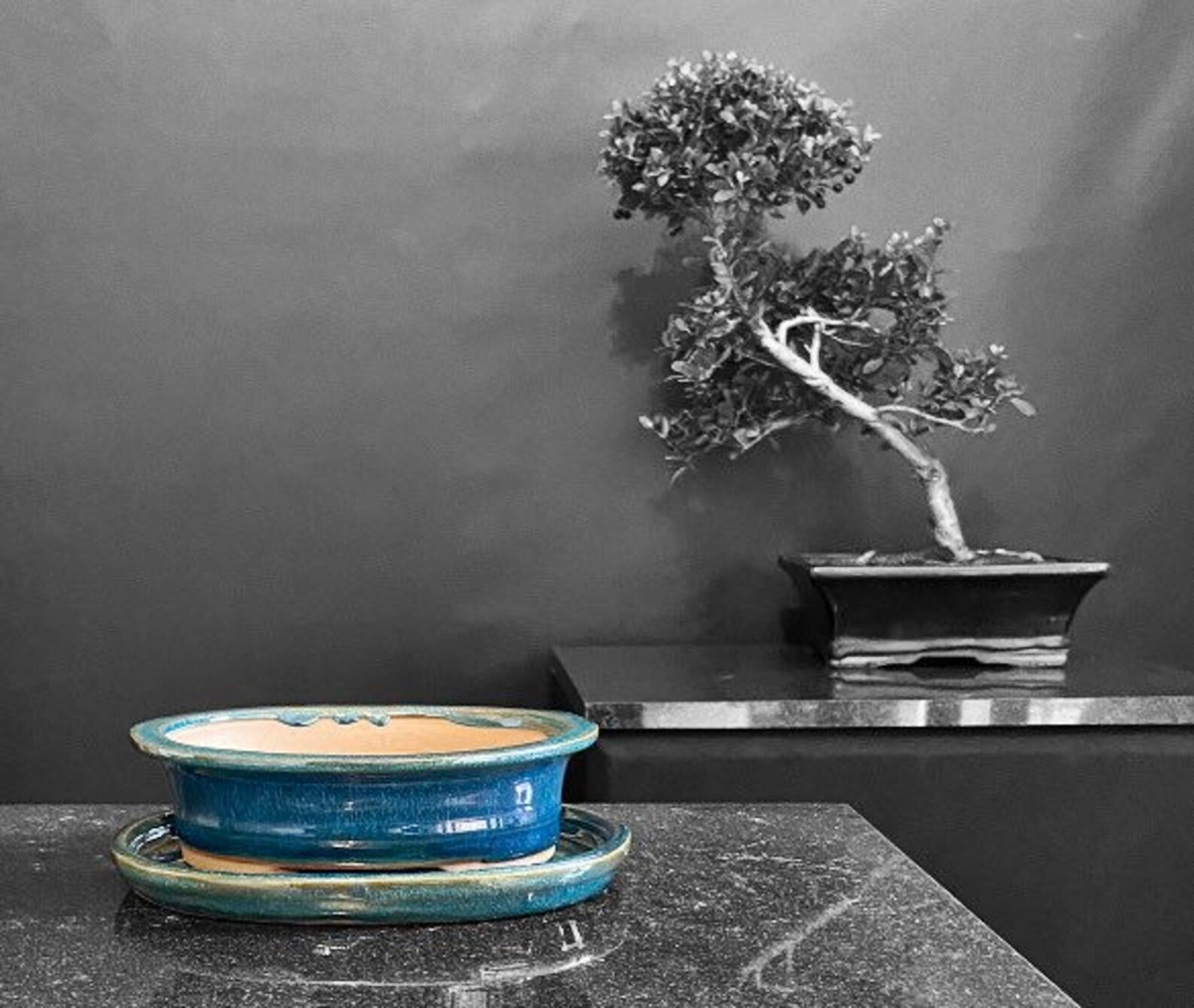 15-superior-bonsai-tray-for-2023