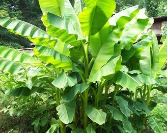 2 Musa Basjoo Banana Tree/ Hardy Banana Tree in 4 Inch Pots (2 Four Inch Pots with a Banana Starter Plant in Each Pot)