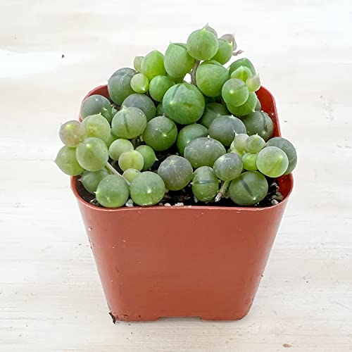 2" Succulent String of Pearls