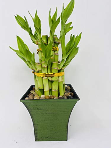 2 Tier Lucky Bamboo - Feng Shui - Color Moss Green