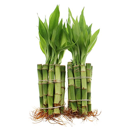 20 Stalks of Lucky Bamboo