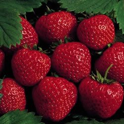 25 Allstar Strawberry Plants