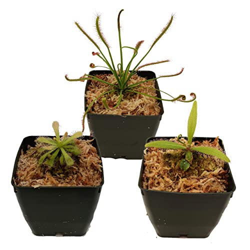 3 Different Drosera Sundew Varieties - Live Arrival Guarantee, Adult Plants, 3" pots & Soil Included - Predatory Plants (5)