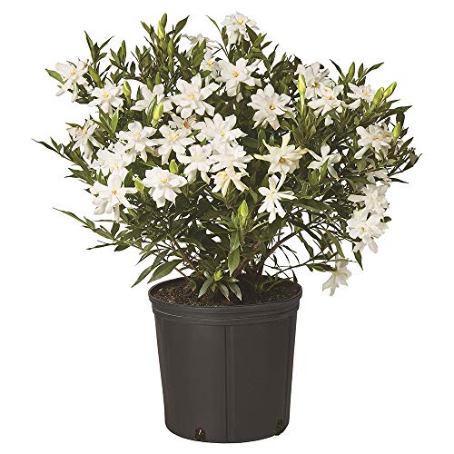 3 Gallon Frostproof Gardenia Shrub - White Blooms