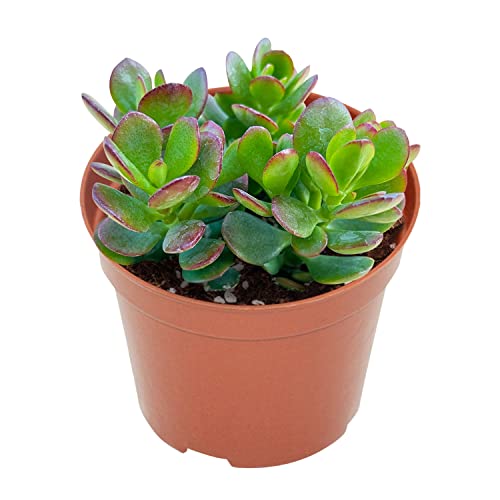 4" Dwarf Jade Plant - Live Succulent Plants for Home Decor & Gift