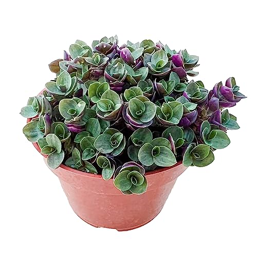 4 inch Live Succulent Turtle Vine