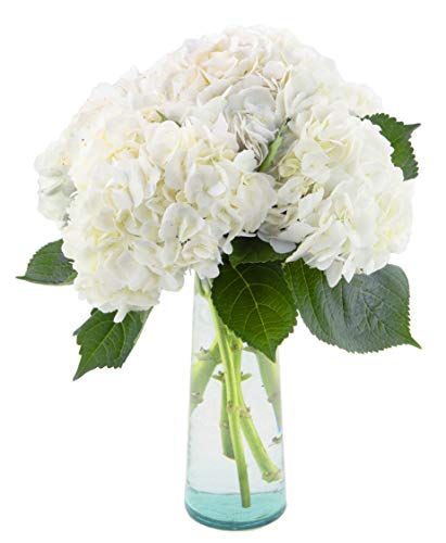 5 White Hydrangea Fresh Flower Bouquet with Vase