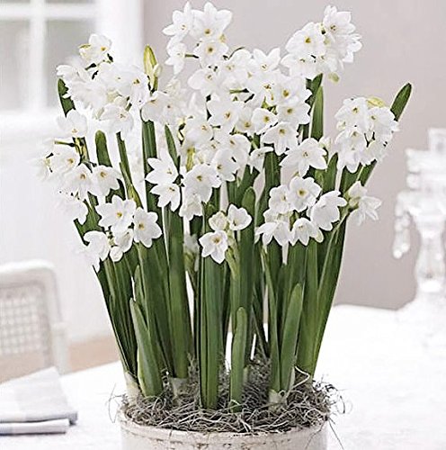 5 Ziva Paperwhites: Indoor Narcissus Bulbs for Holiday Forcing
