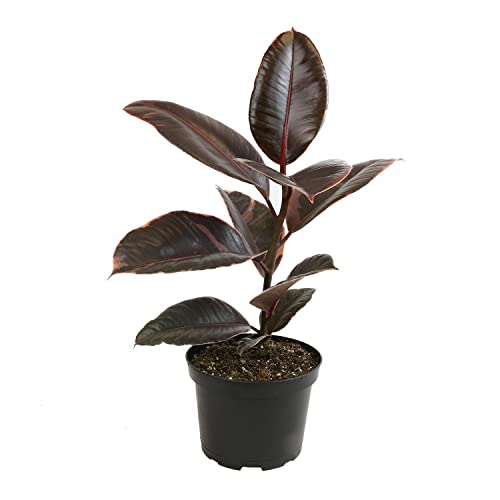 6" Ficus Ruby, Variegated Rubber Plant