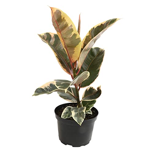 6" Ficus Tineke - Variegated Rubber Plant for Indoor Garden Decor